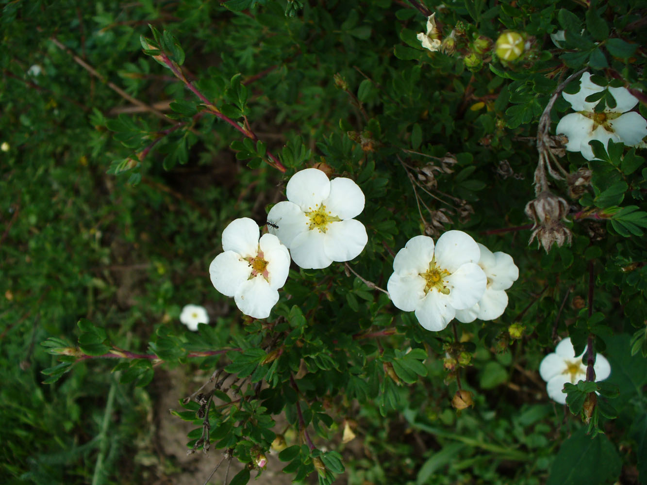 Image of Dasiphora fruticosa specimen.