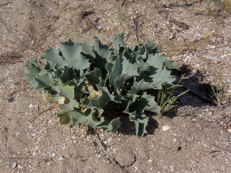 Изображение особи Eryngium maritimum.