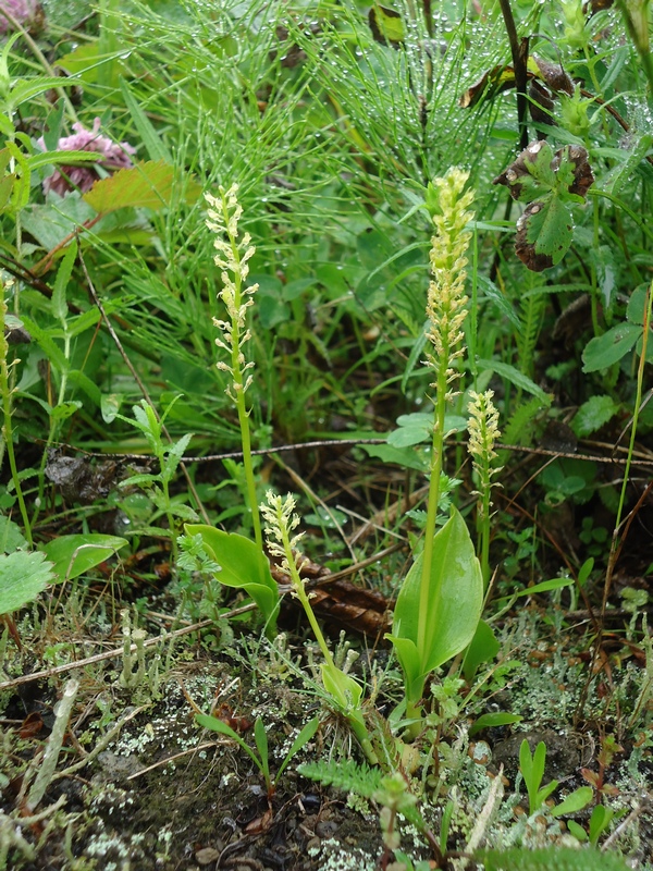 Image of Malaxis monophyllos specimen.