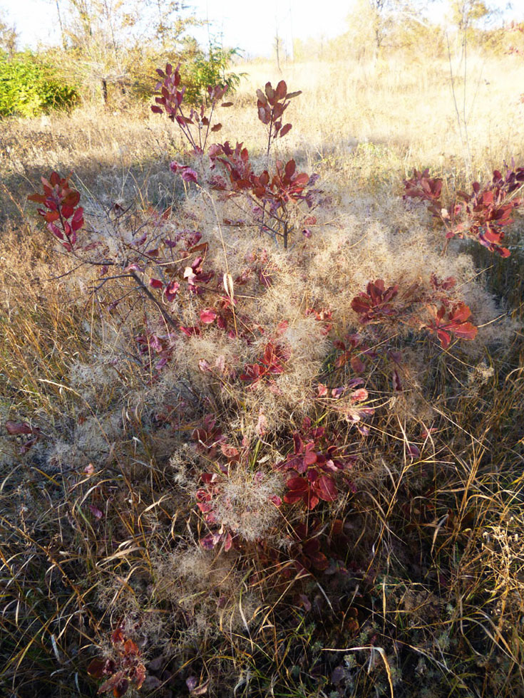 Image of Cotinus coggygria specimen.