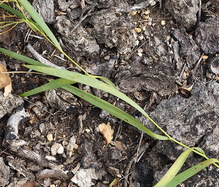 Image of Bupleurum scorzonerifolium specimen.