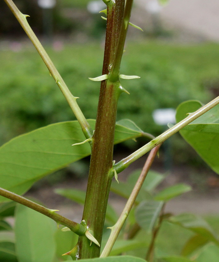 Изображение особи Erythrina crista-galli.