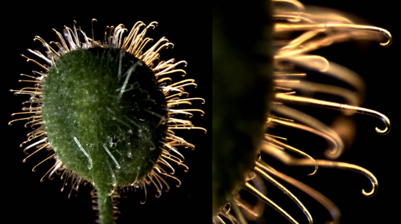 Image of Circaea cordata specimen.