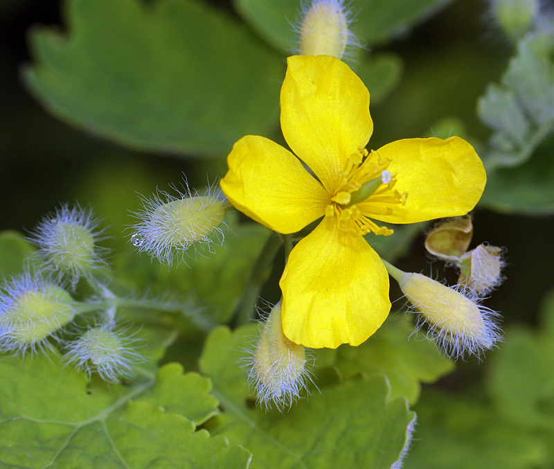 Image of Chelidonium majus specimen.