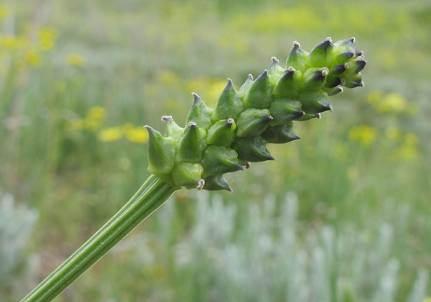 Image of Adonis aestivalis specimen.