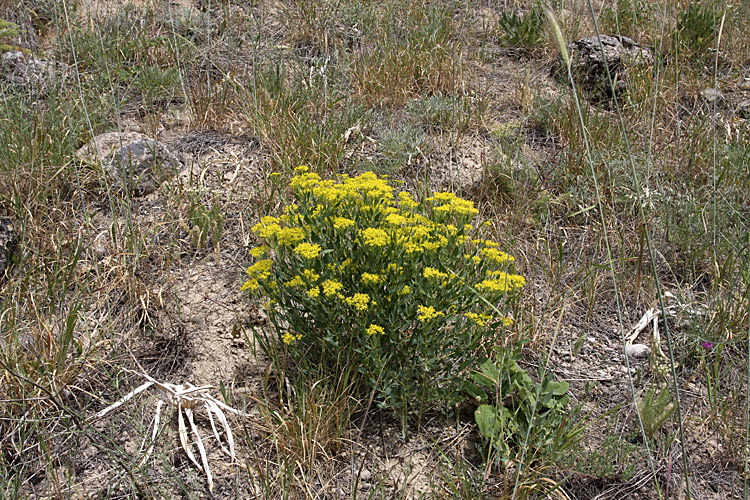 Image of genus Haplophyllum specimen.