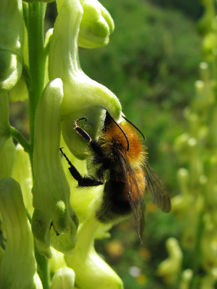 Image of Aconitum barbatum specimen.