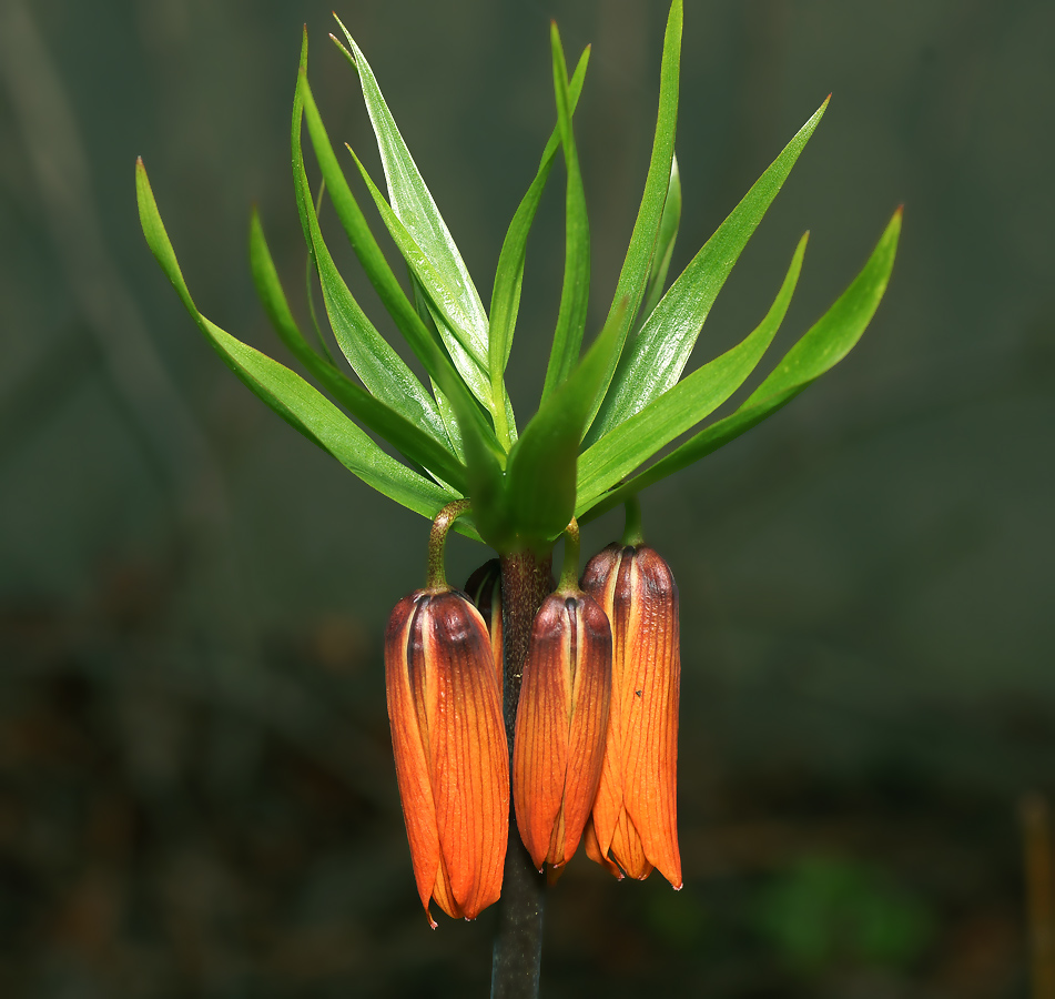 Image of Fritillaria imperialis specimen.