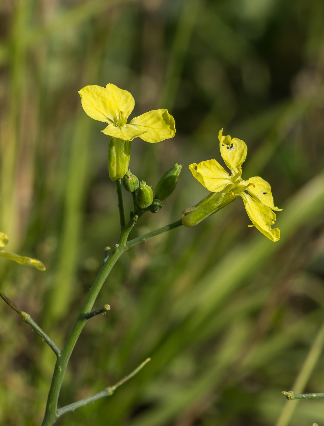 Изображение особи Raphanus raphanistrum.