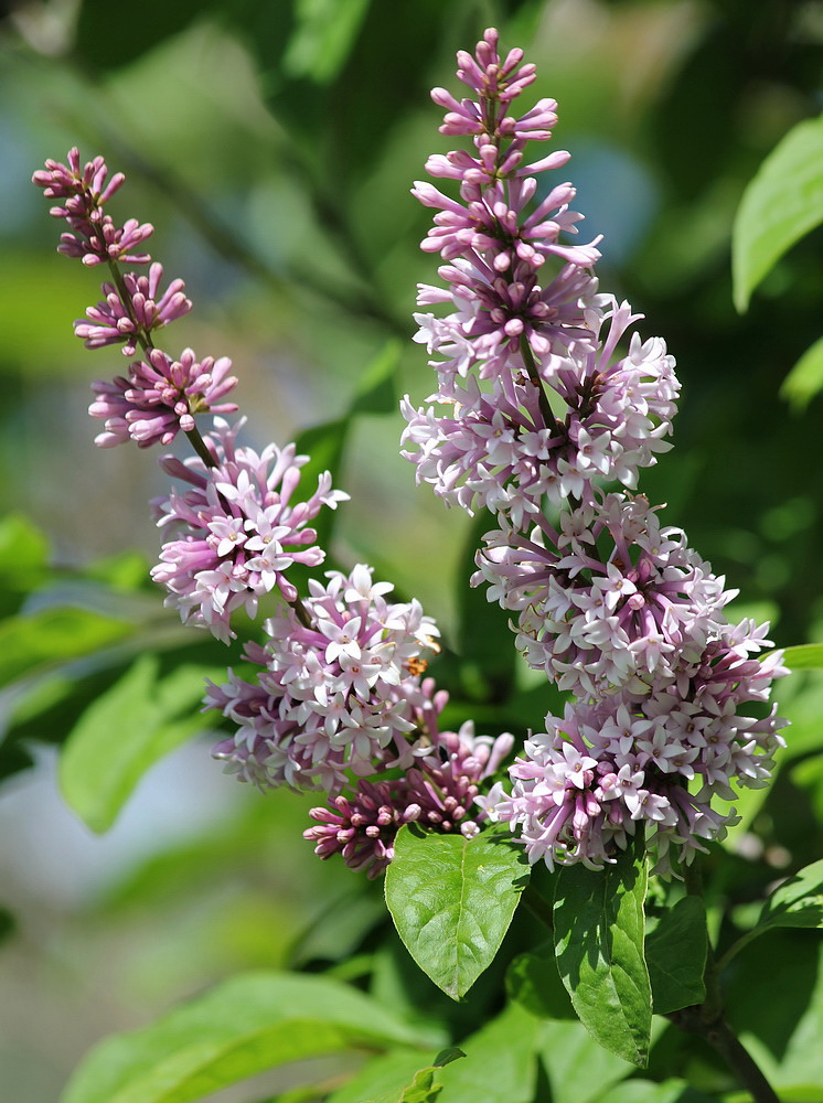 Image of Syringa josikaea specimen.