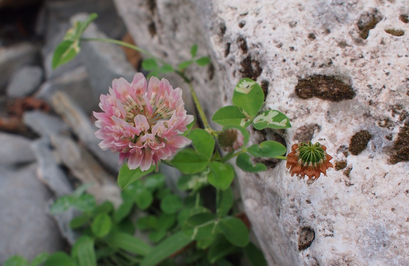 Image of Trifolium hybridum specimen.