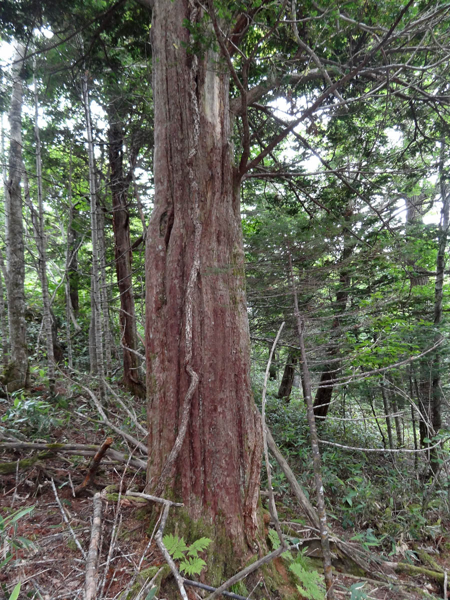 Изображение особи Taxus cuspidata.