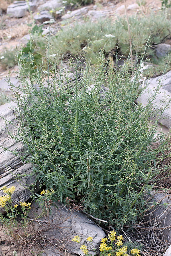 Image of Scrophularia kiriloviana specimen.