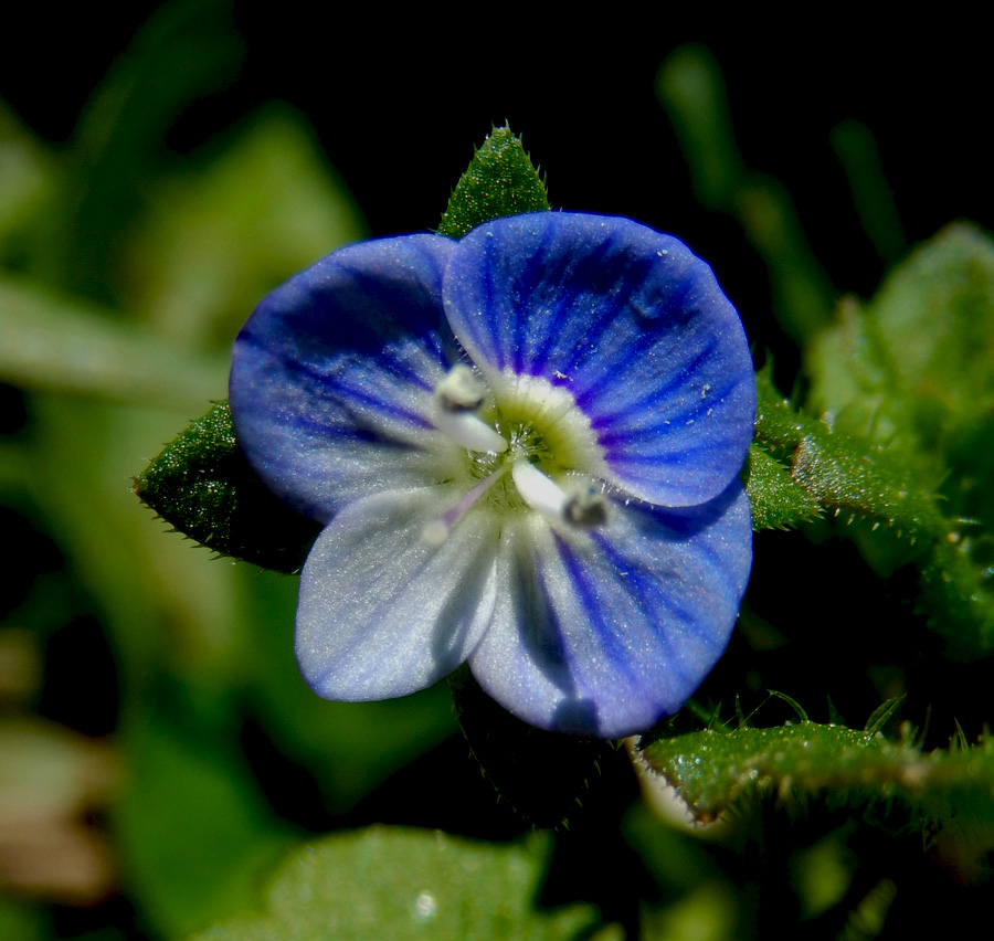 Image of Veronica persica specimen.