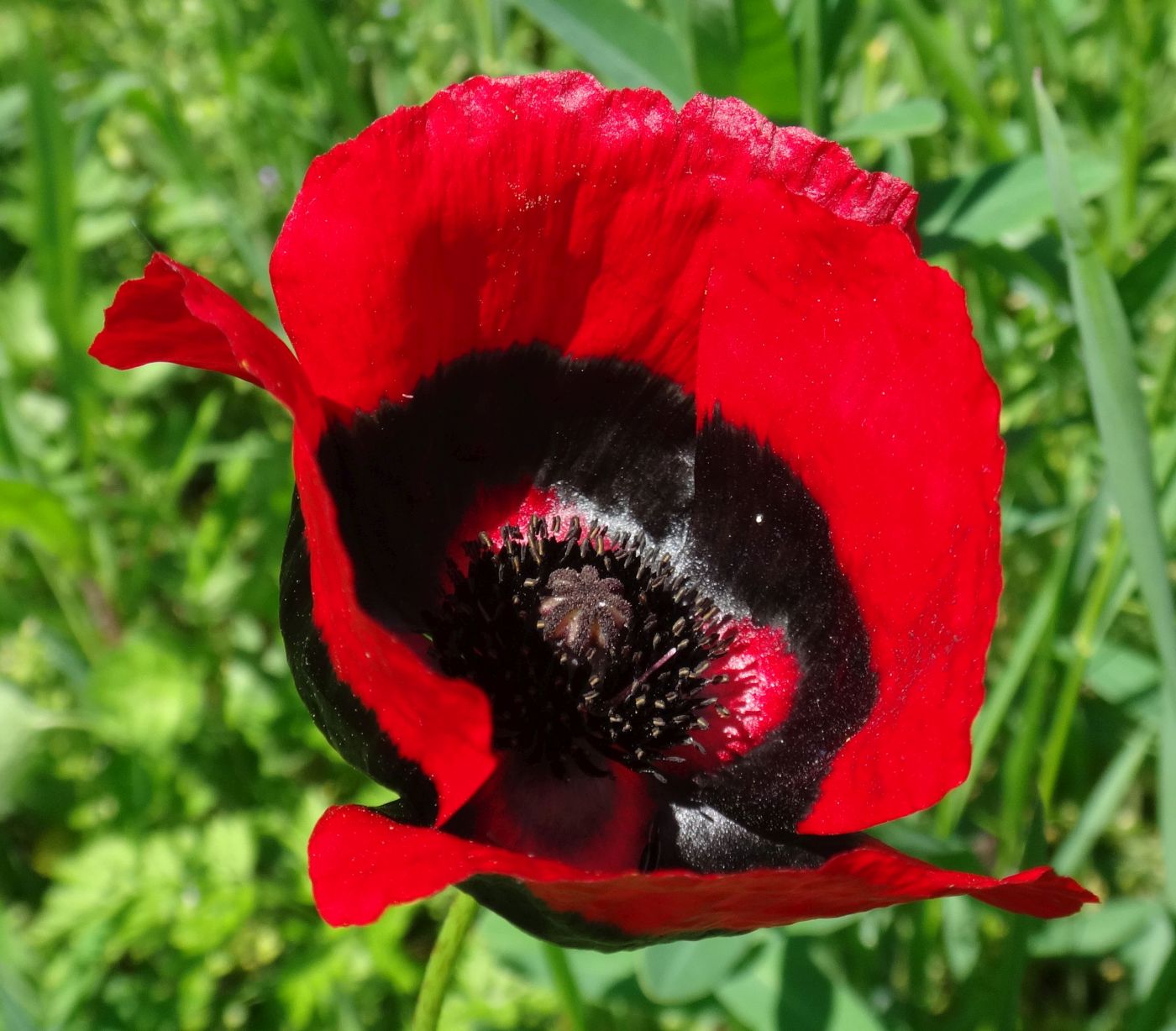 Изображение особи Papaver ocellatum.