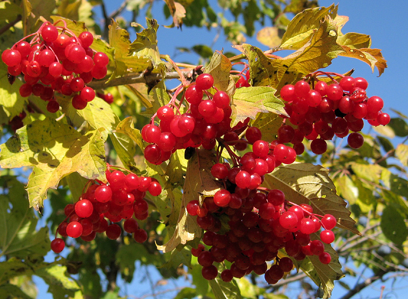 Image of Viburnum opulus specimen.