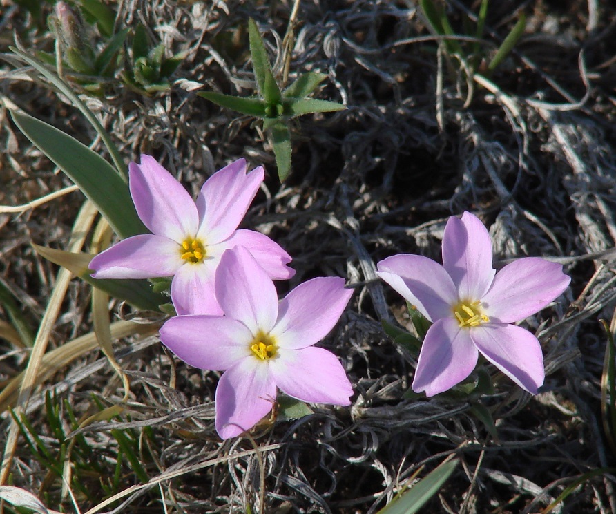 Image of Phlox sibirica specimen.