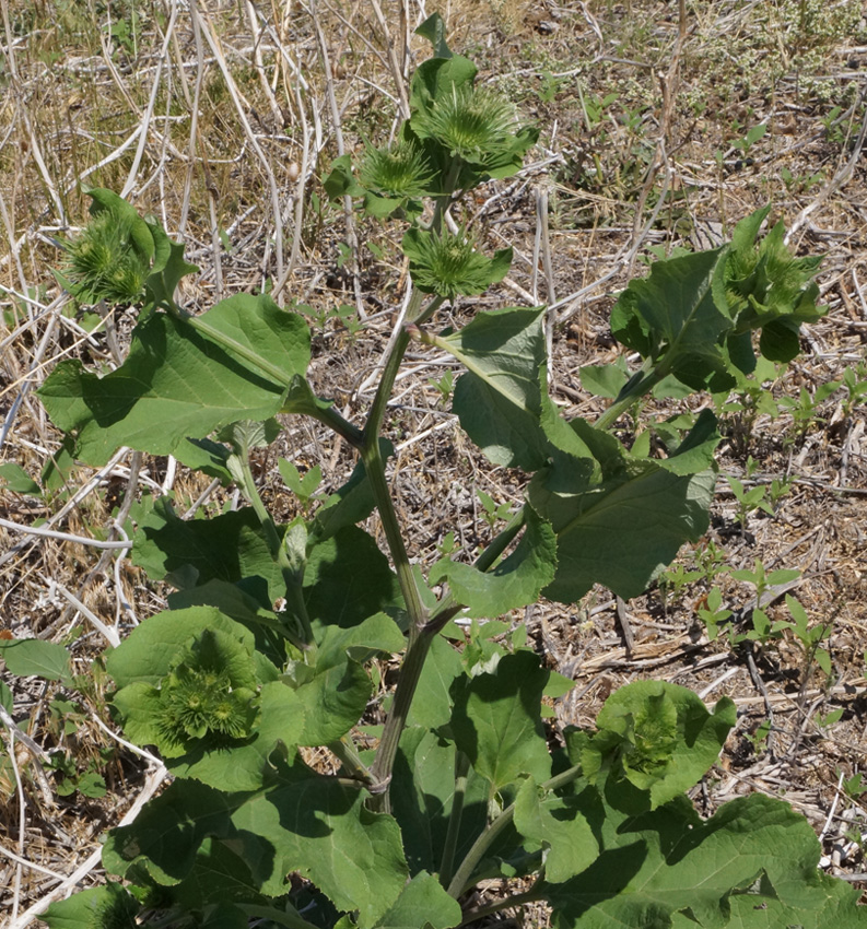 Изображение особи род Arctium.