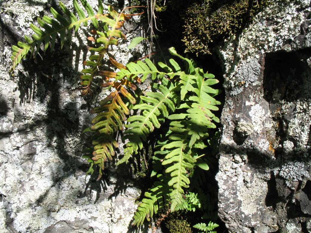 Image of Polypodium vulgare specimen.