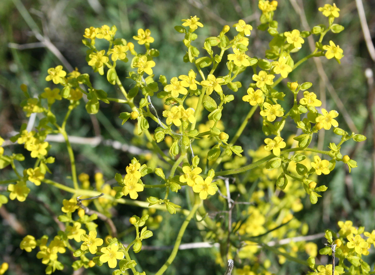 Image of Patrinia intermedia specimen.