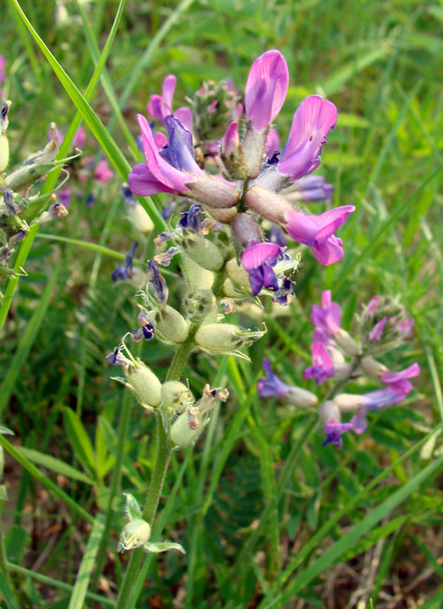 Image of Oxytropis adamsiana specimen.