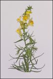 Linaria biebersteinii. Верхушка цветущего растения. Республика Молдова, пригород Кишинёва. 20 октября 2008 г.
