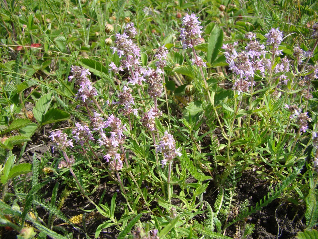 Изображение особи Thymus marschallianus.