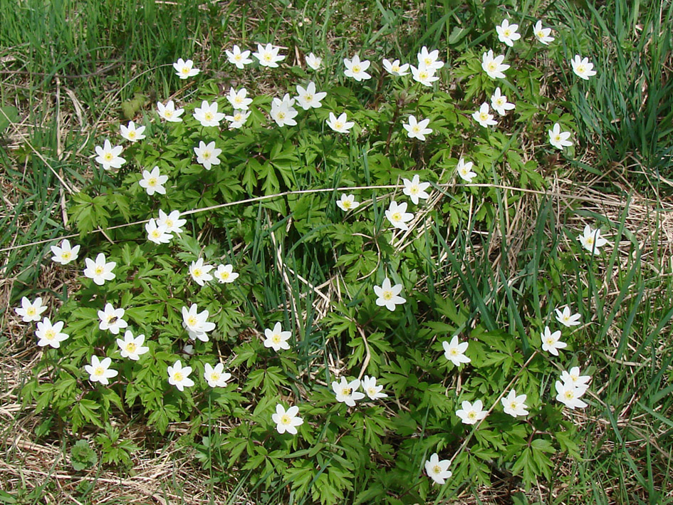 Image of Anemone nemorosa specimen.