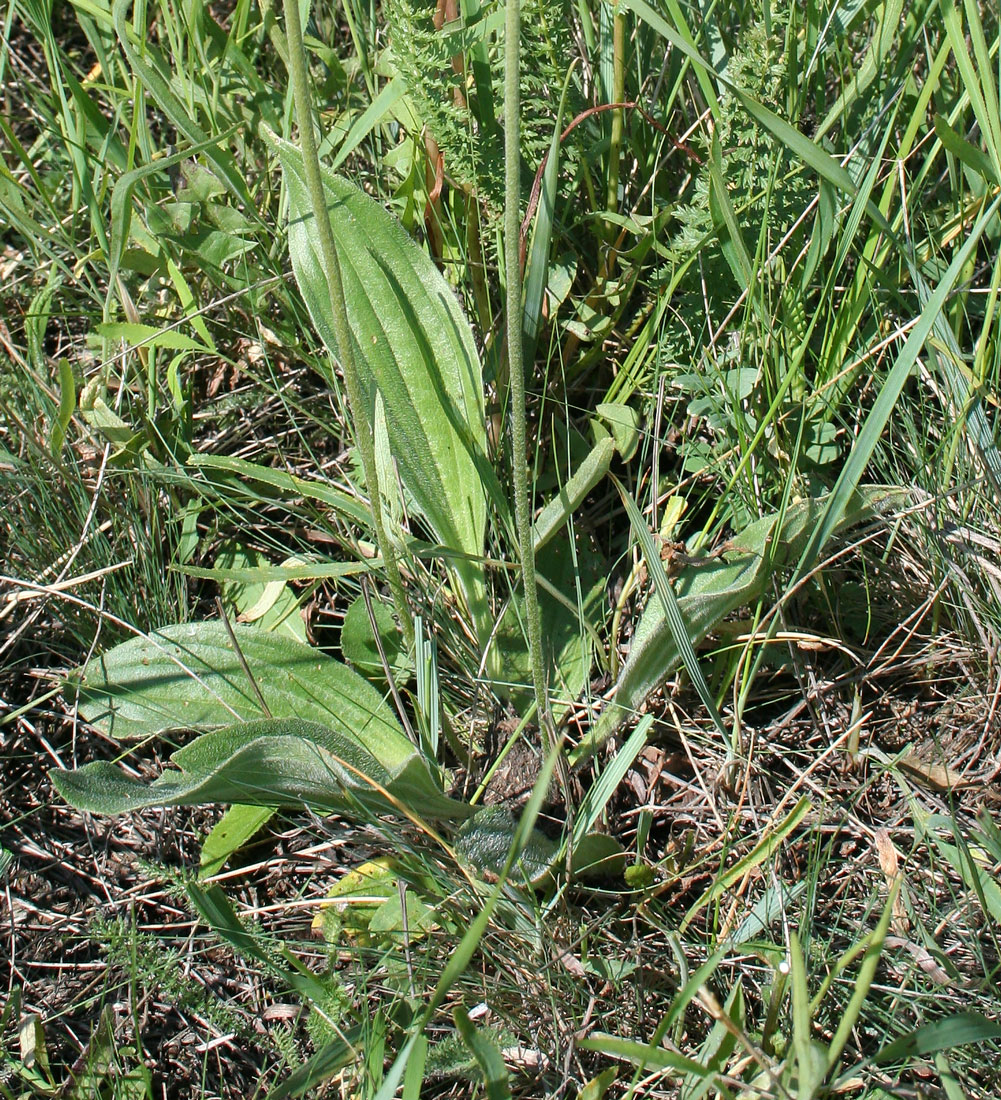 Изображение особи Plantago urvillei.