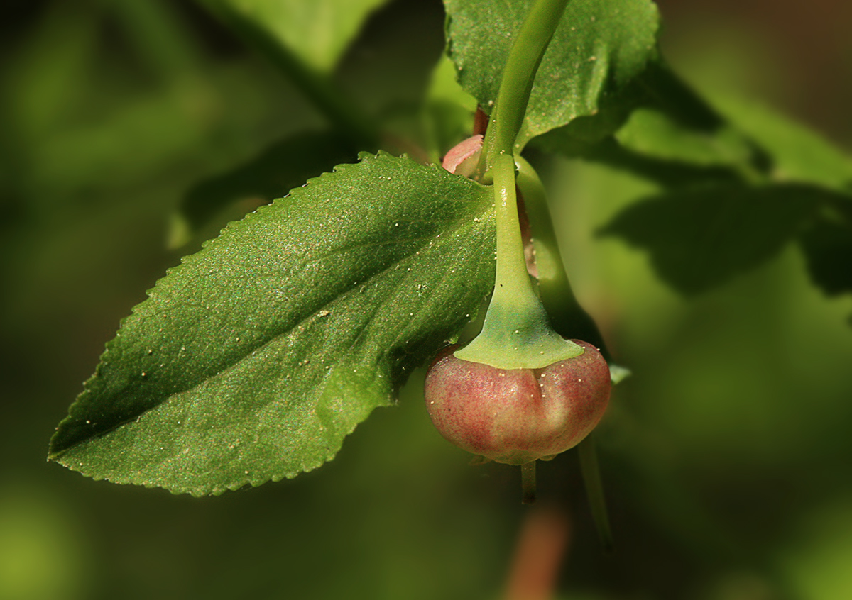 Image of Vaccinium myrtillus specimen.