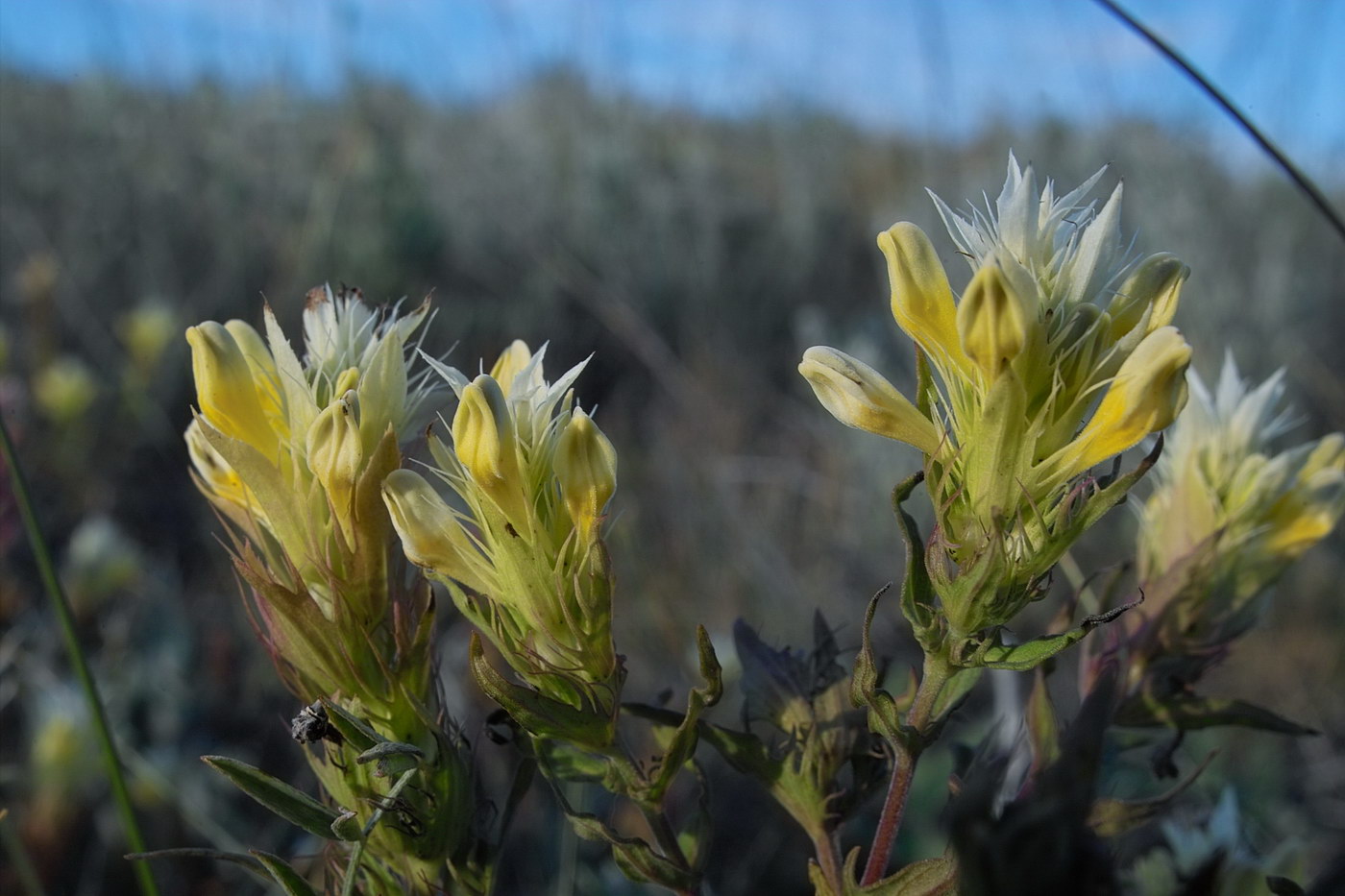 Изображение особи Melampyrum argyrocomum.