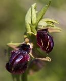 Ophrys mammosa. Соцветие. Греция, Пелопоннес, окр. г. Пиргос, муниципальный парк. 21.03.2015.