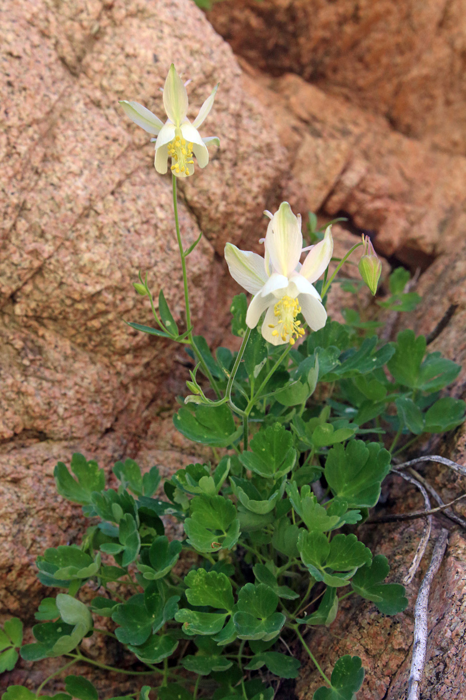 Изображение особи Aquilegia tianschanica.