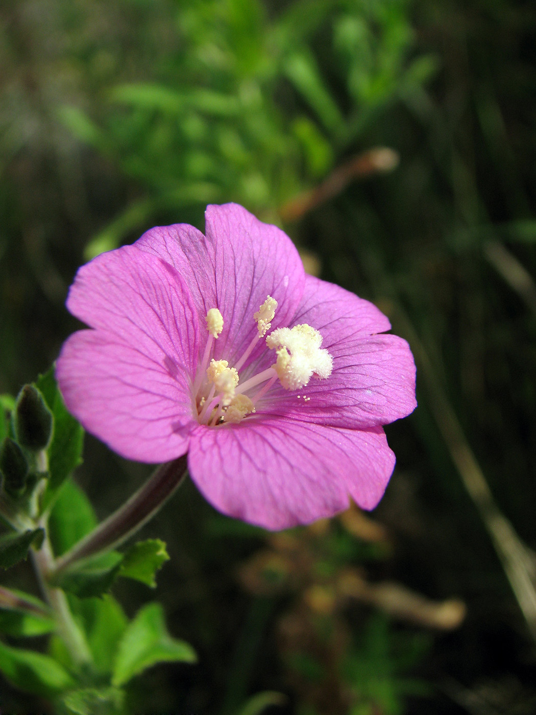 Image of Epilobium hirsutum specimen.