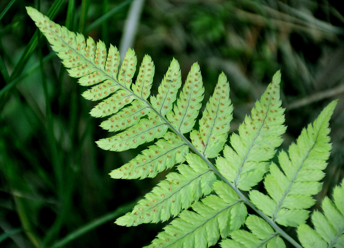 Изображение особи Dryopteris carthusiana.