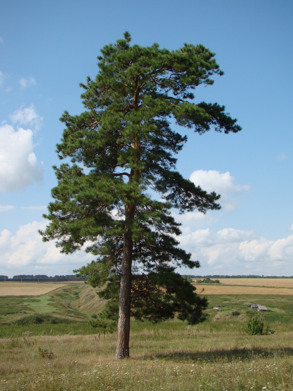 Image of Pinus sylvestris specimen.