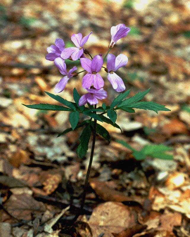 Image of Cardamine quinquefolia specimen.