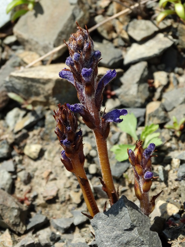 Image of Orobanche coerulescens specimen.