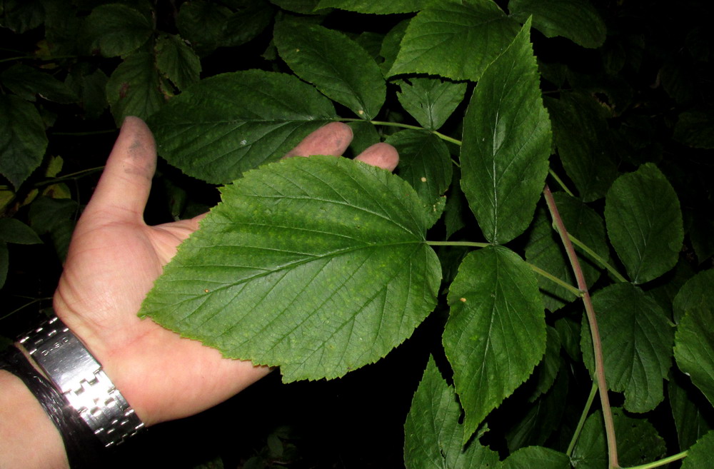 Image of genus Rubus specimen.