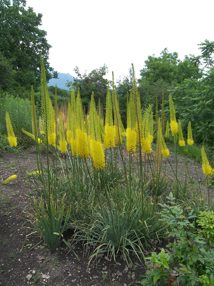 Image of Eremurus stenophyllus specimen.