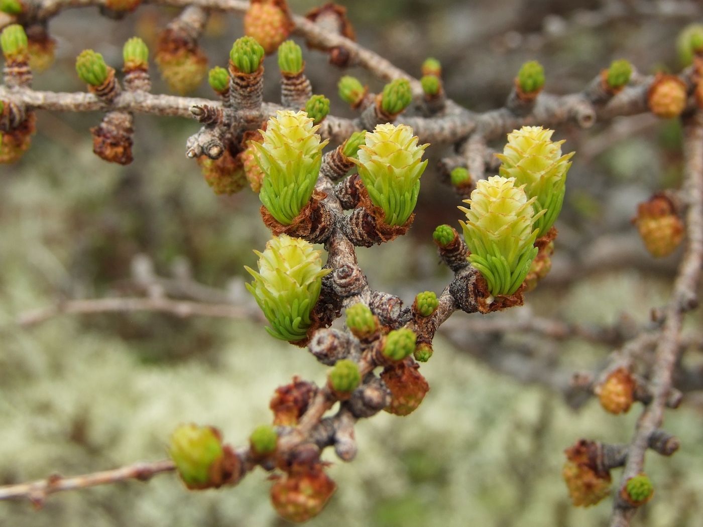 Image of Larix cajanderi specimen.