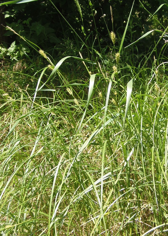 Image of Carex hirta specimen.