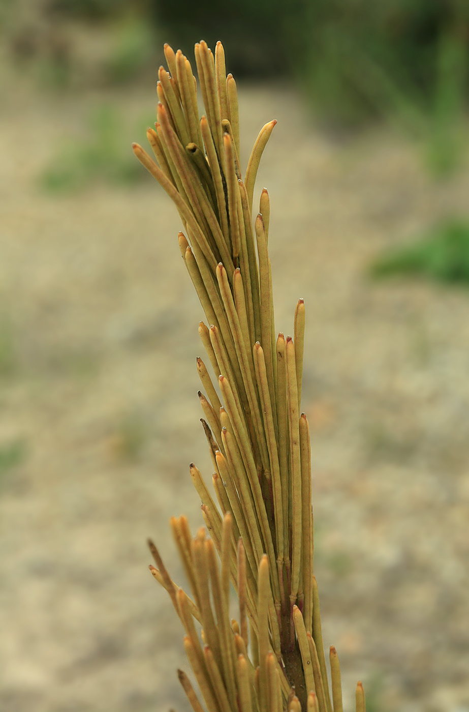 Image of Arabis japonica specimen.