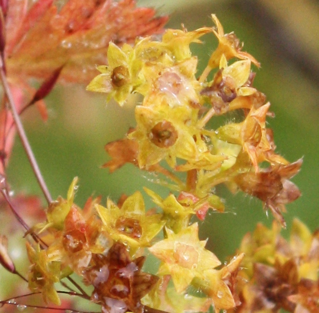 Image of Alchemilla omalophylla specimen.