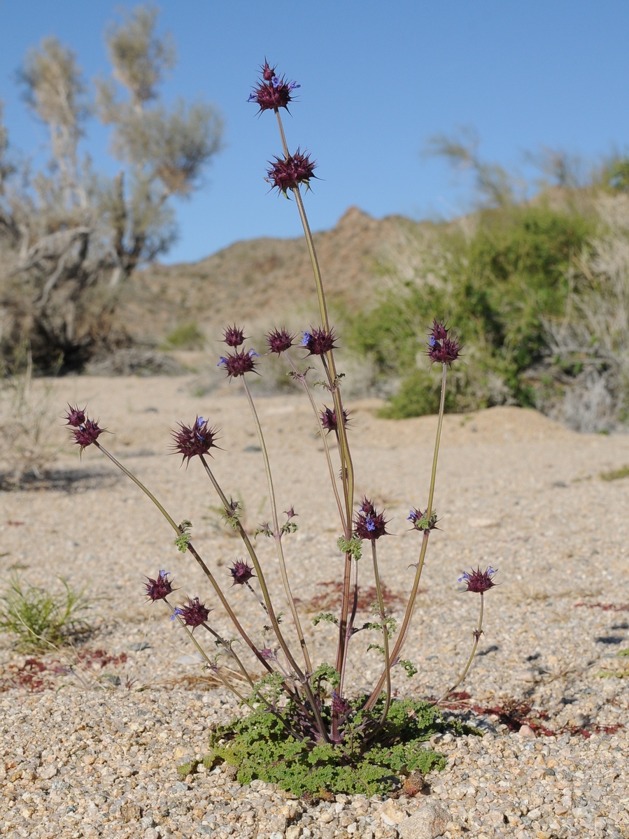 Image of Salvia columbariae specimen.