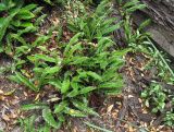 Blechnum penna-marina