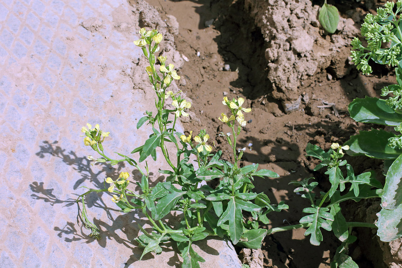 Изображение особи Eruca sativa.