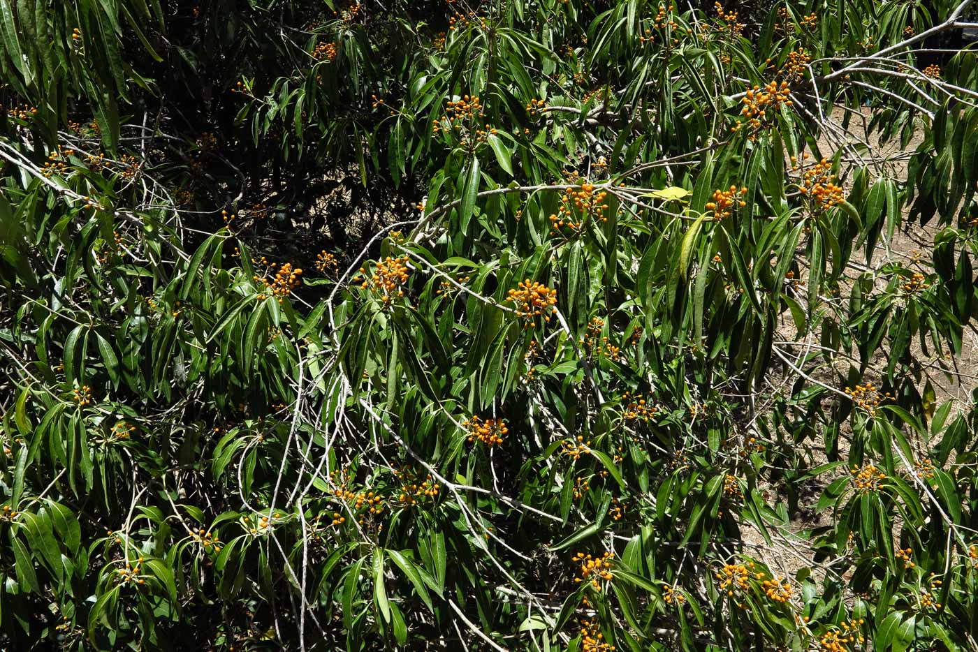 Image of Bontia daphnoides specimen.