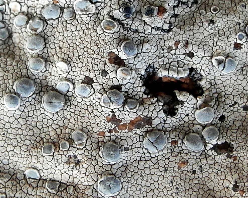 Изображение особи Lecanora rupicola.