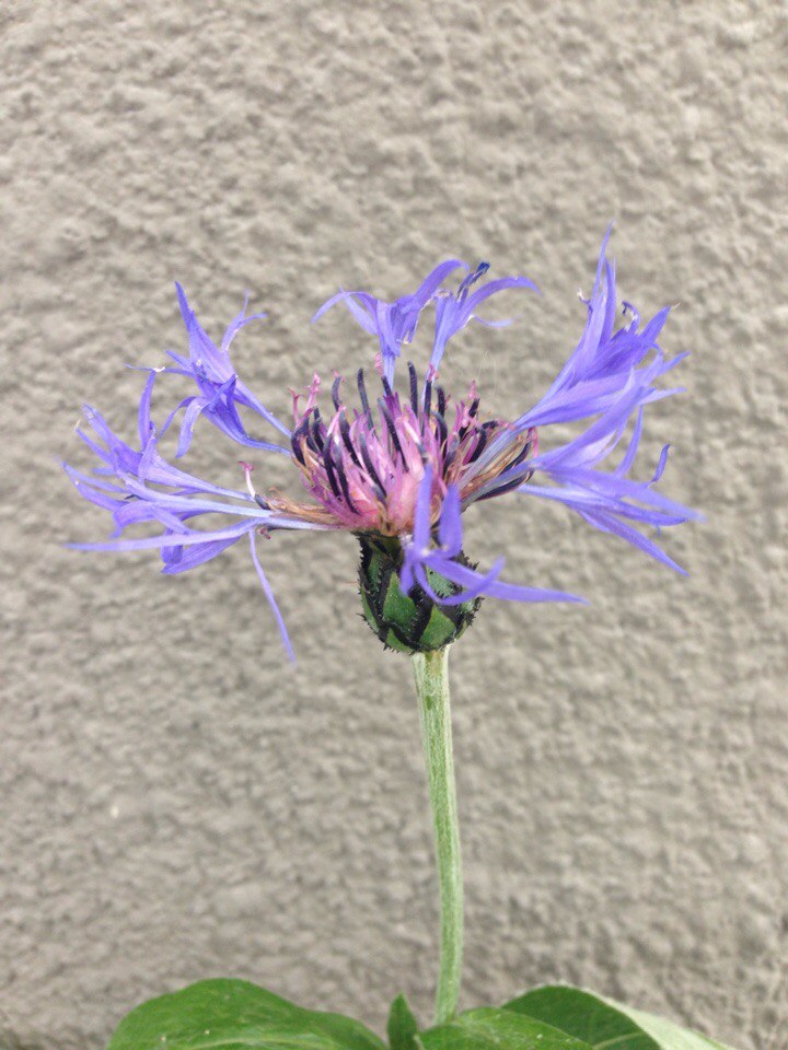 Image of Centaurea montana specimen.